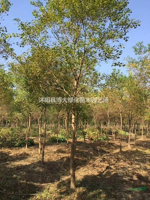 供应乌桕 3公分乌桕树苗价格 4公分乌桕价格 规格*