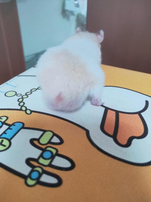 仓鼠屁股后面感觉好像有个大包块