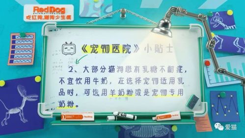 我要吹爆这部纪录片宠物医院堪称动物版人间世