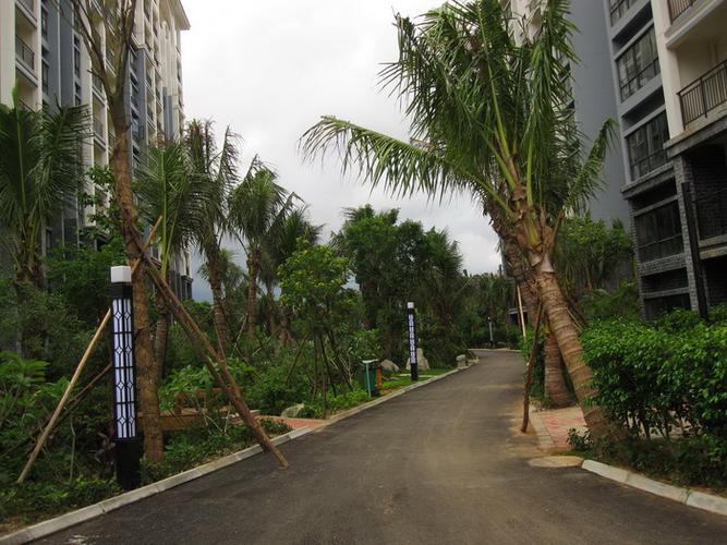 万宁/宝安.椰林湾一期完工实景图