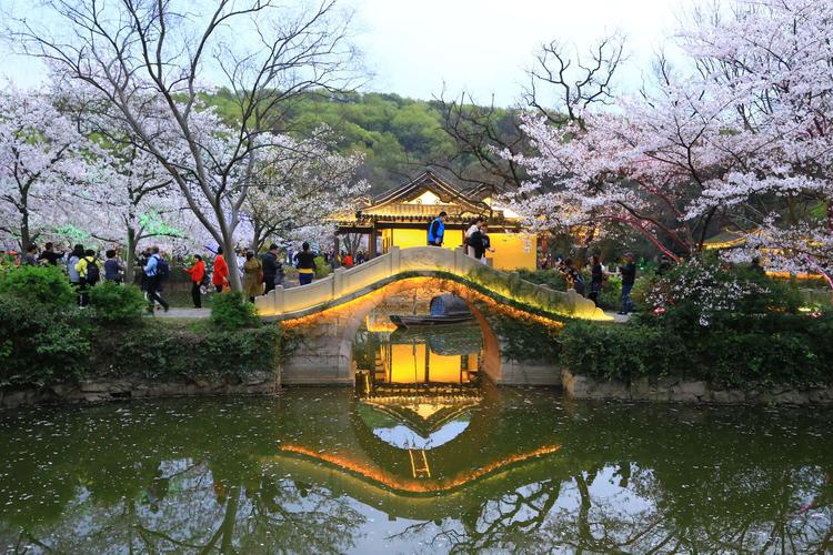 无锡鼋头渚的夜樱