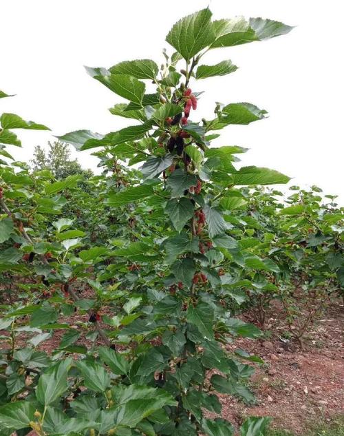 从桑树上采摘的桑葚,满满的一大筐,回去准备洗干净拿来泡酒喝.