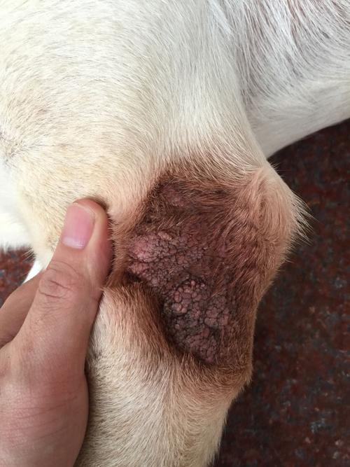 狗狗手肘是螨虫还是真菌?怎么冶?关节处