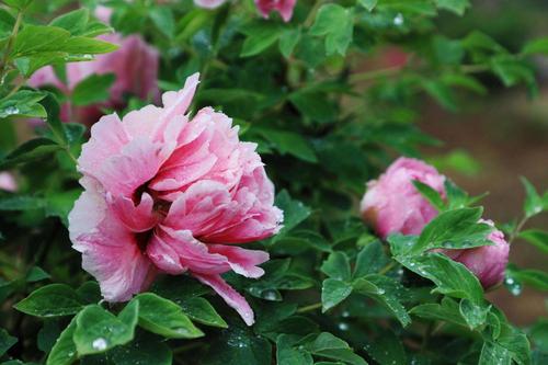 莒县丽正园牡丹