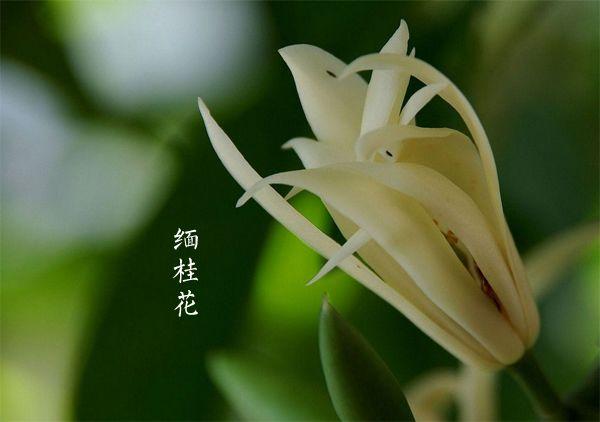 缅桂花与素馨花的传说