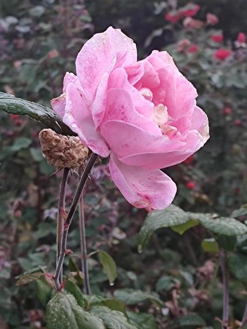 霜打月季花更艳