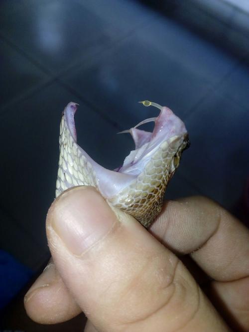 其它 〔知识浅谈〕毒蛇的那些事儿 写美篇下面我们就来讲讲蛇的毒牙