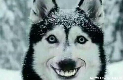 微笑狗图片原图恐怖背景故事令人脊背发凉惊悚至极胆小慎点