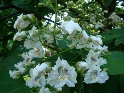 木蝴蝶的功效与作用及禁忌有哪些