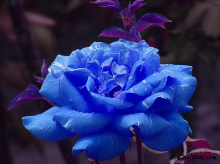 月季花的花语是什么