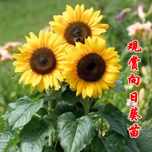 向日葵光辉岁月苗矮生观赏活苗四季阳台太阳花盆栽带