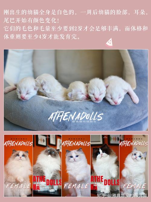 一组图带你了解布偶猫的成长过程/布偶猫的尴尬期