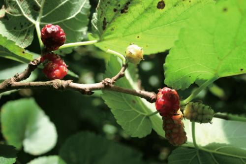 桑树左思《吴都赋》描写今南京地区的"吴都"植被也多种多样,非常茂密