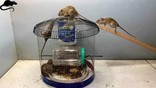 一个双重结构的捕鼠器,捕捉老鼠效率很高