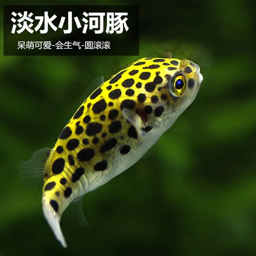 河豚观赏鱼淡水潜水艇巧克力娃娃小型热带鱼水中活体迷你活物宠物