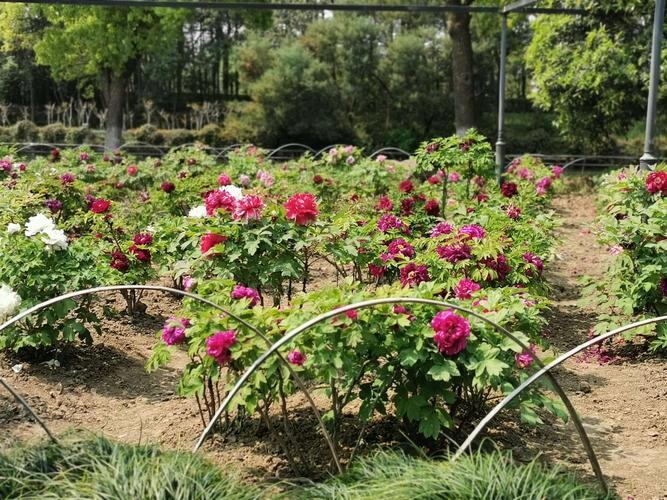 【游常熟尚湖牡丹园】