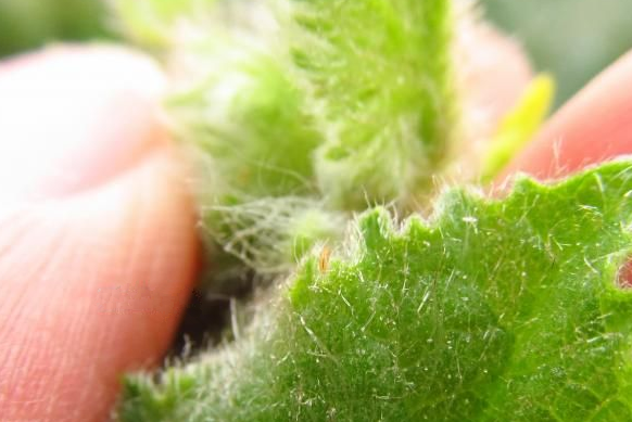 节瓜蓟马危害症状和防治技术打抗性蓟马用什么药好