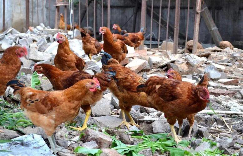 蛋鸡拉新鲜的黄绿色粥样便是什么病?