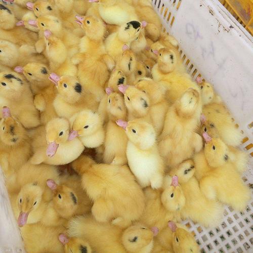 番鸭苗活体白番鸭活苗孵化厂直销非洲雁藤鸭鸳鸯鸭小鸭雏包活到家