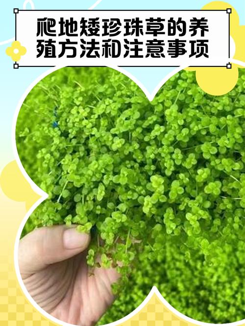 爬地矮珍珠草的养殖方法和注意事项