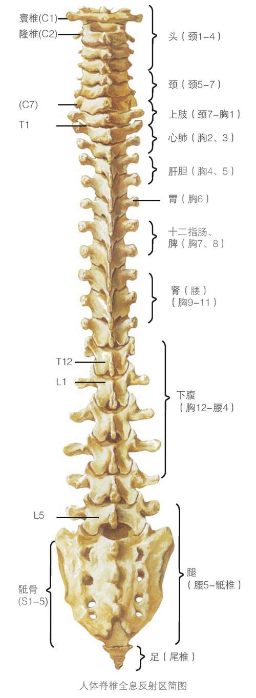 脊椎-脊柱节段神经与脏器相关关系示意图 - zhuyk88op1 - zhuyk88op1