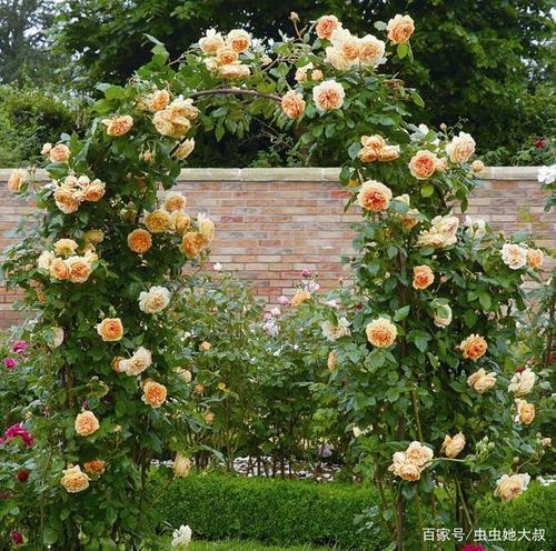 月季拱门(图片来自网络)