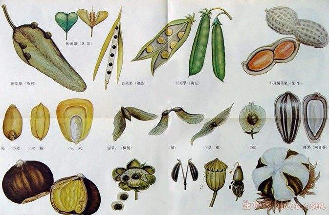 植物果实中的"秘密"看似简单,认识果实并非一件易事
