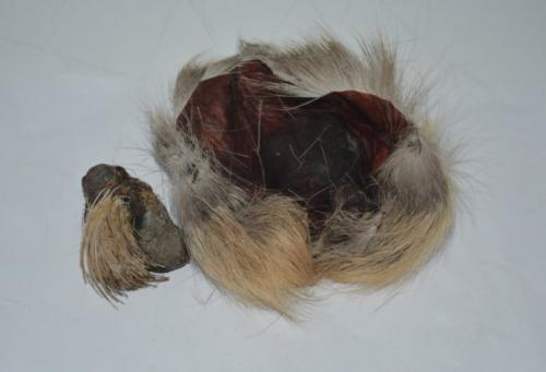 若采用科学的活体养麝刮香方法,雄性麝鹿失去麝香不会有影响,麝香也能