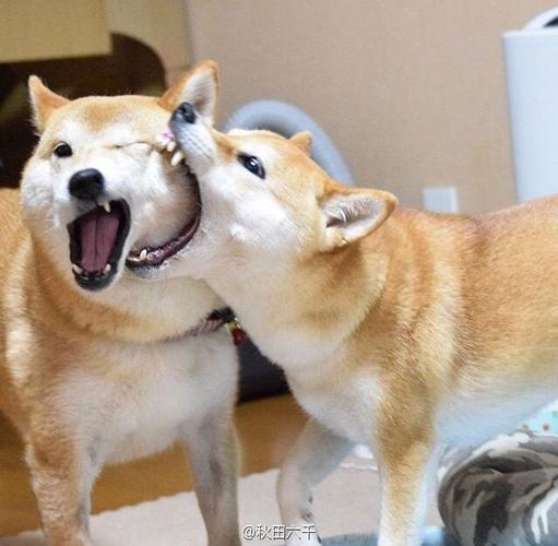 ins上的两只柴犬组合hana和otome日常游戏就是啃对方画面简直口怕但秀