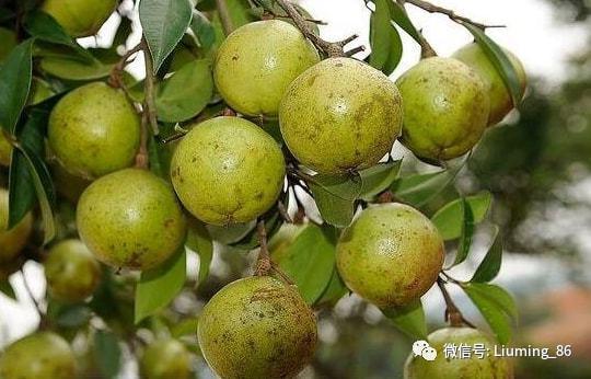 网易首页>网易号>正文申请入驻> 油茶在农夫的家乡又叫茶籽树,茶油树