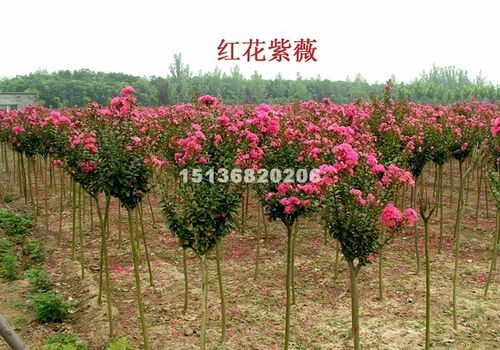 河南许昌河南鄢陵百日红紫薇,货源充足,价格优惠.