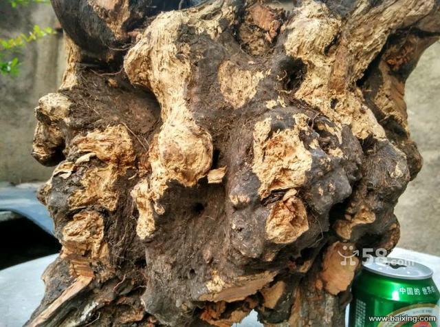 火琉璃疙瘩,也有叫护山棘的,风化料,沉水,颜色红