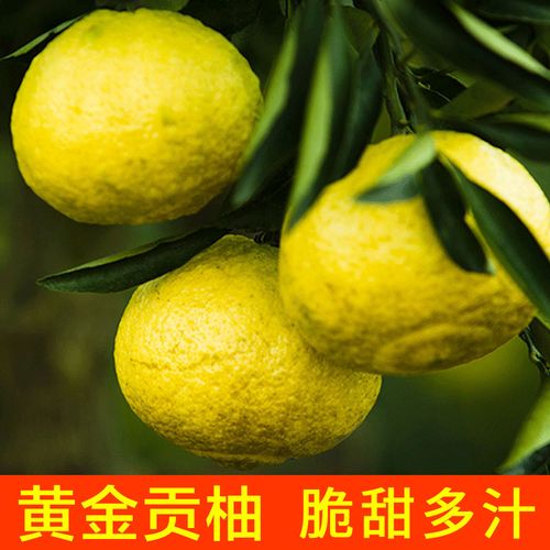 一折黄金贡柚_黄金贡柚湖南怀化洪江丑八怪春香桔柚10斤新鲜水果日本