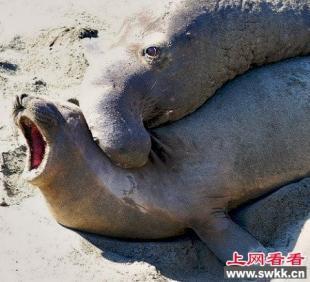 盘点动物世界暴力性交:章鱼生殖器留在雌性体内/图(1)