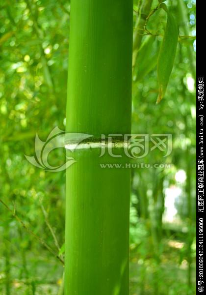 [正版商业] 竹林翠竹竹子