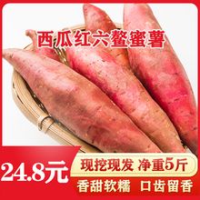5斤现挖福建六鳌蜜薯西瓜红蜜薯板栗薯糖心红薯小番薯沙地自种