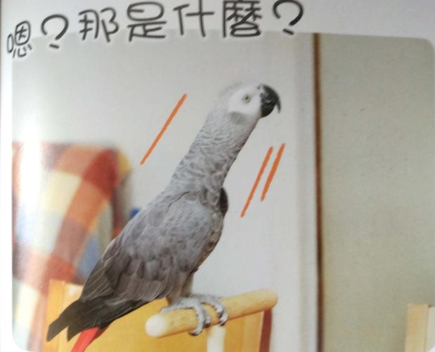 鹦鹉肢体语言图解③