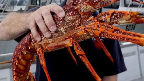 澳洲龙虾降价20%仍无市场,几百吨龙虾将