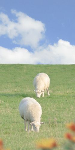 咩咩咩可爱的羊咩咩壁纸