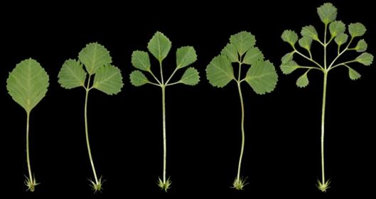 根据复杂程度,可以将叶划分出两种类型的叶:单叶和复叶,而最吸引人