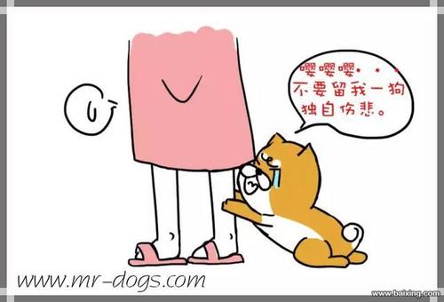 狗狗太粘人,可能有过度依赖症
