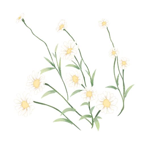 小雏菊