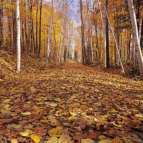 落叶树图片_全景网