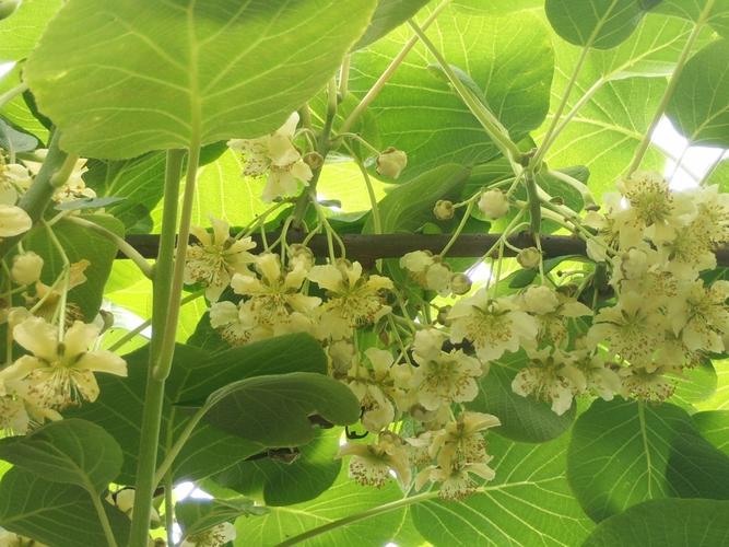 红心猕猴桃花蕊