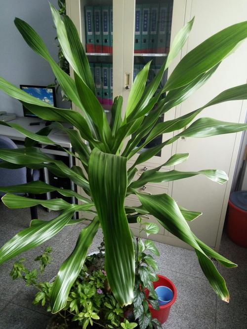 我想问问这个大叶子花是什么花?