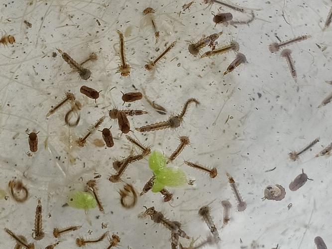 孑孓的图片蚊子幼虫