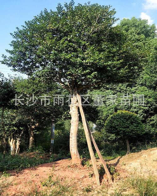 苗圃供应无刺枸骨大树 鸿运果树 湖南枸骨树 鸿运果树