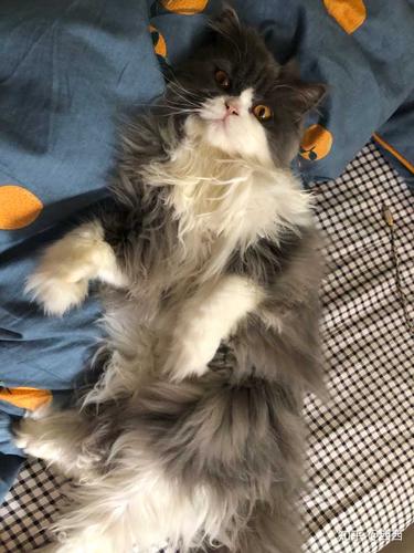 高地蓝白小可爱乱入 看着胖.