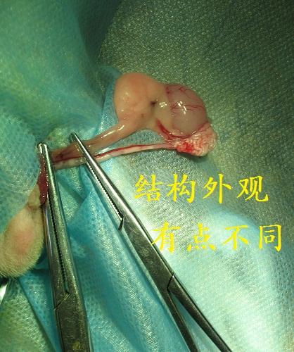 [转载]豚鼠绝育手术