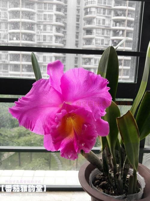 番茄雅韵rlcpinkempressbrightsun日盛卡特兰兰花花卉